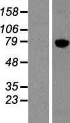 Western Blot: Kif2a Overexpression Lysate [NBP2-07865]