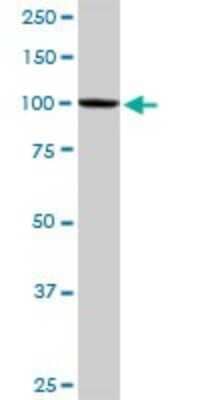 Western Blot: Kif3c Antibody [H00003797-B01P]