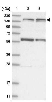 Western Blot: Kif4A Antibody [NBP1-83721]