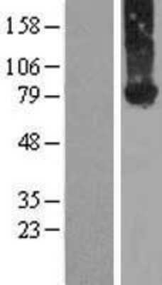 Western Blot: MIG2/Kindlin-2 Overexpression Lysate [NBL1-10677]