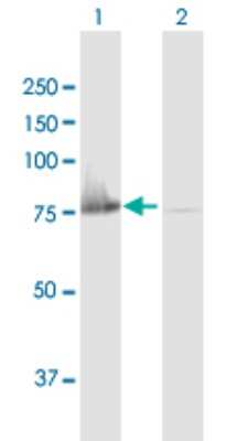 Western Blot: Kindlin Antibody [H00055612-B01P]