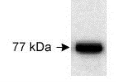 Western Blot: Kindlin AntibodyBSA Free [NB100-523]