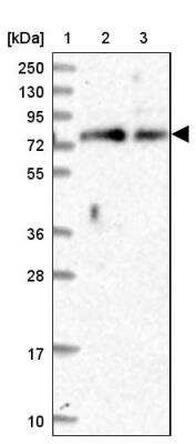 Western Blot: Kindlin Antibody [NBP1-89883]