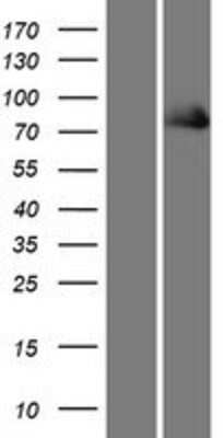 Western Blot: Kindlin Overexpression Lysate [NBP2-06945]