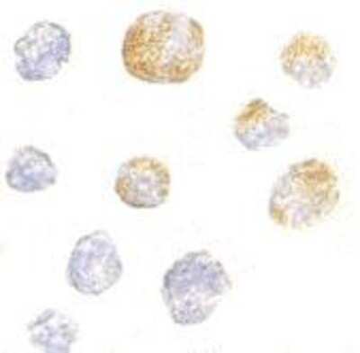 Immunocytochemistry/ Immunofluorescence: Kinesin 5A Antibody - BSA Free [NBP1-76816]