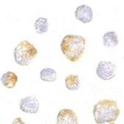 Immunocytochemistry/ Immunofluorescence: Kinesin 5A Antibody - BSA Free [NBP1-76817]