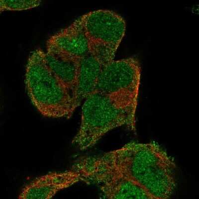 Immunocytochemistry/ Immunofluorescence: Kinesin 5A Antibody [NBP2-57903]