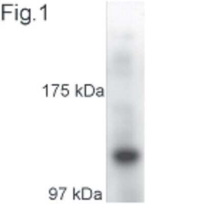 Western Blot: Kinesin 5A Antibody [NB120-5628]