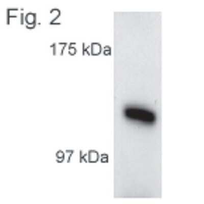 Western Blot: Kinesin 5A Antibody [NB120-5628]