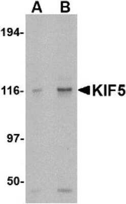 Western Blot: Kinesin 5A AntibodyBSA Free [NBP1-76816]