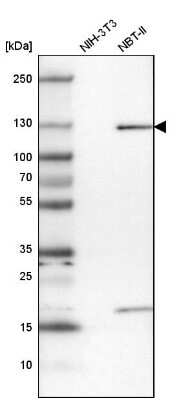 Western Blot: Kinesin 5A Antibody [NBP1-85344]