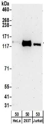 Western Blot: Kinesin 5A Antibody [NBP2-32231]