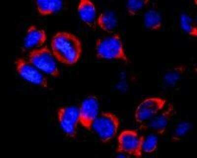 Immunocytochemistry/ Immunofluorescence: Kinesin 5B Antibody (KN-02) [NB500-530]