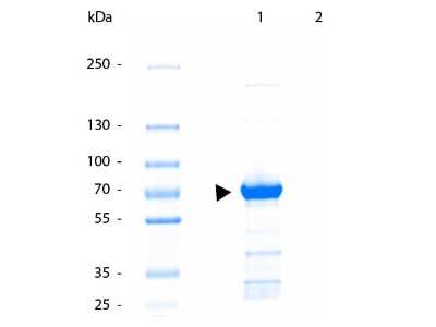 SDS-PAGE: Kinesin 5B Antibody [NBP2-21667]
