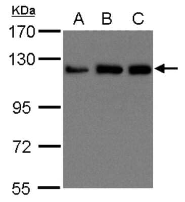 Western Blot: Kinesin 5B Antibody [NBP1-31022]