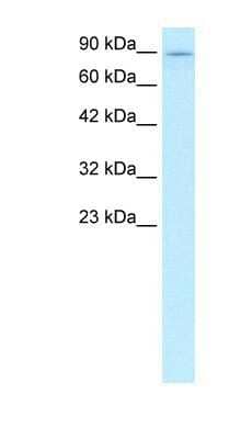 Western Blot: Kinesin 5B Antibody [NBP1-58118]