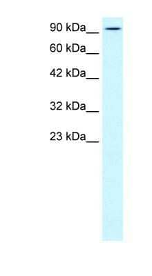 Western Blot: Kinesin 5B Antibody [NBP1-58177]