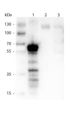 Western Blot: Kinesin 5B Antibody [NBP2-21667]