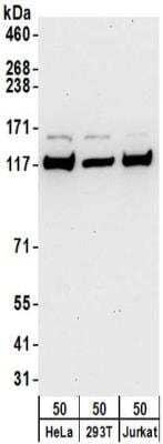 Western Blot: Kinesin 5B Antibody [NBP2-32279]