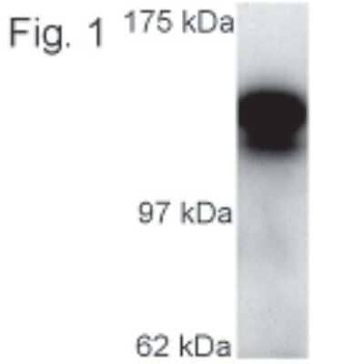 Western Blot: Kinesin 5C Antibody [NB120-5630]