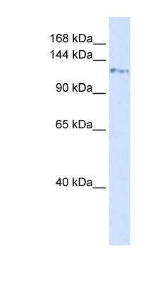 Western Blot: Kinesin 5C Antibody [NBP1-56525]