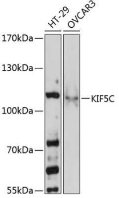 Western Blot: Kinesin 5C AntibodyAzide and BSA Free [NBP3-03752]