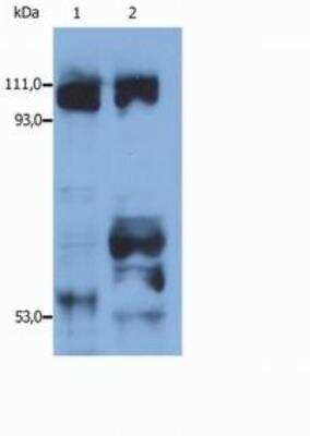 Western Blot: Kinesin 5B AntibodyBSA Free [NB500-580]