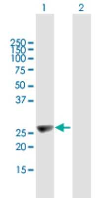 Western Blot: Kinesin C2 Antibody [H00090990-B01P]