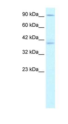 Western Blot: Kinesin C2 Antibody [NBP1-58247]