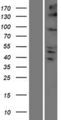 Western Blot: Kinesin C2 Overexpression Lysate [NBP2-05466]