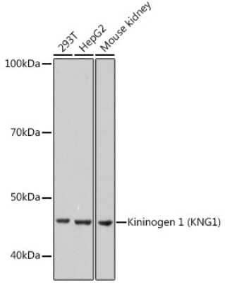 Western Blot: Kininogen 1 Antibody (8O3B3) [NBP3-15417]