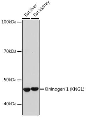 Western Blot: Kininogen 1 Antibody (8O3B3) [NBP3-15417]