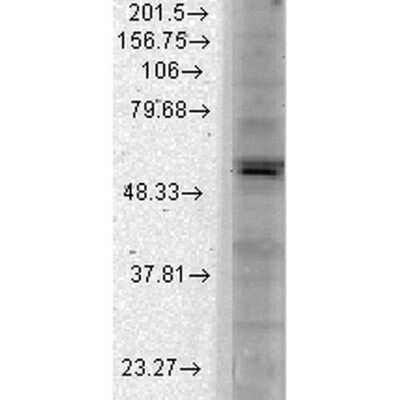 Western Blot: Kir2.1 Antibody (S112) [NBP2-12900]