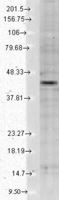 Western Blot: Kir2.2 Antibody (S124B-38) [NBP2-12901]