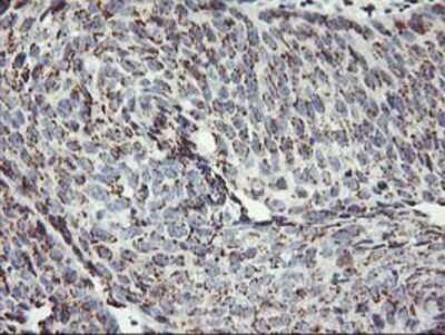 Immunohistochemistry-Paraffin: Kir3.1 Antibody (OTI1G3) [NBP2-01702]