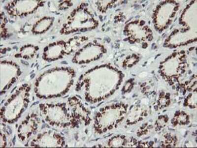 Immunohistochemistry-Paraffin: Kir3.1 Antibody (OTI1G3) [NBP2-01702]
