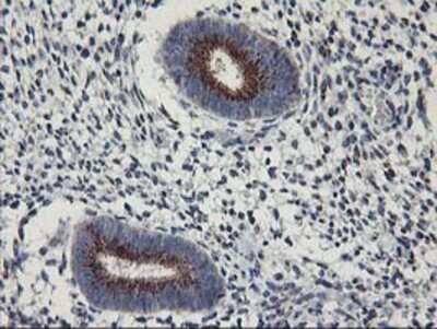 Immunohistochemistry-Paraffin: Kir3.1 Antibody (OTI1G3) [NBP2-01702]