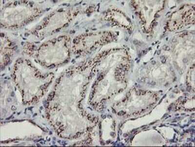 Immunohistochemistry-Paraffin: Kir3.1 Antibody (OTI1G3) [NBP2-01702]