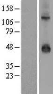 Western Blot: Kir3.3 Overexpression Lysate [NBL1-12175]