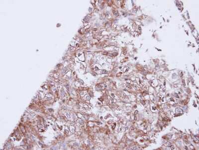 Immunohistochemistry-Paraffin: Kir3.1 Antibody [NBP1-32958]