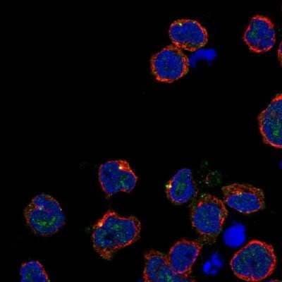 Immunocytochemistry/ Immunofluorescence: Kirrel2/NEPH3 Antibody [NBP2-68977]