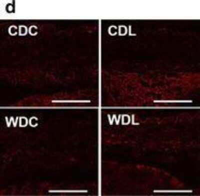 Immunohistochemistry: Klotho Antibody - BSA Free [NBP1-76511]