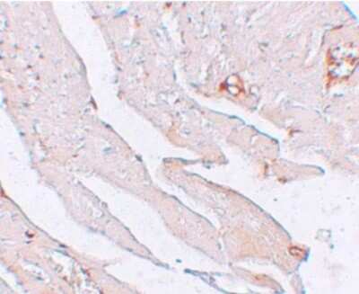 Immunohistochemistry-Paraffin: Klotho Antibody - BSA Free [NBP1-76511]