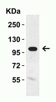 Western Blot: Klotho AntibodyBSA Free [NBP1-76511]