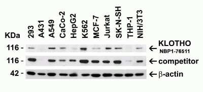 Western Blot: Klotho AntibodyBSA Free [NBP1-76511]