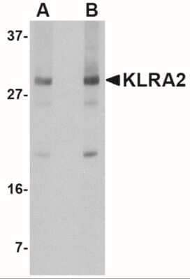 Western Blot: Klra2 AntibodyBSA Free [NBP2-41096]