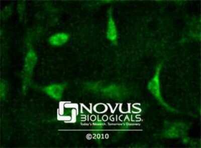 Immunocytochemistry/ Immunofluorescence: Kos1/Tnk1 Antibody - BSA Free [NB300-237]