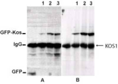 Western Blot: Kos1/Tnk1 AntibodyBSA Free [NB300-237]