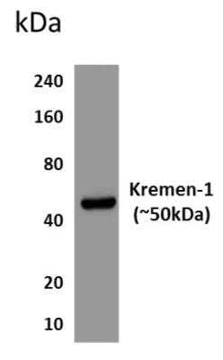 Western Blot: Kremen-1 Antibody (RM0120-6K45)Azide and BSA Free [NBP1-22498]