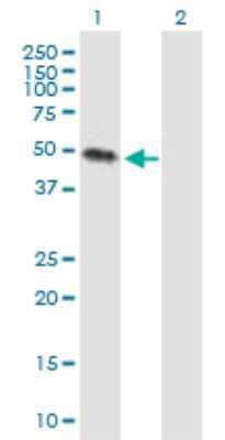 Western Blot: Kremen-2 Antibody [H00079412-B01P]